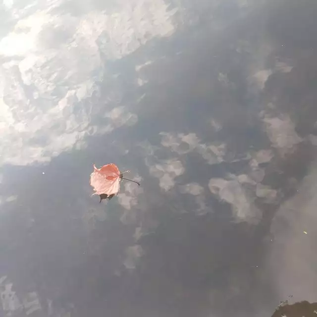 十二生肖下周運勢詳解，生肖運勢天天看下周