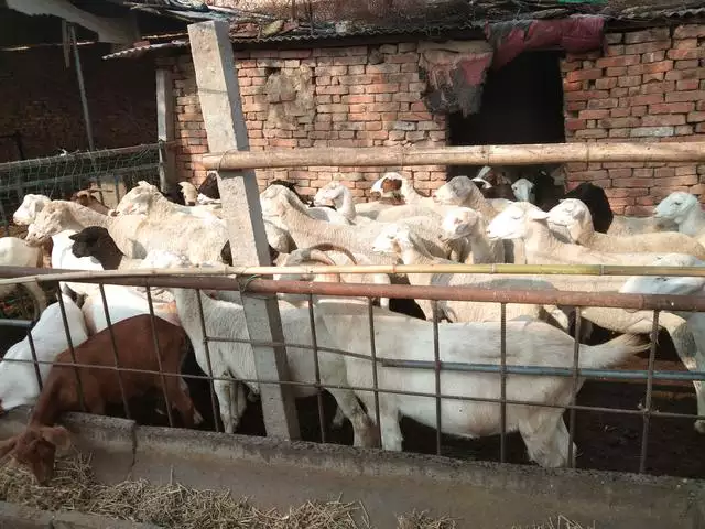 屬羊的不好找對象怎麼辦，屬羊的命苦十羊九不全