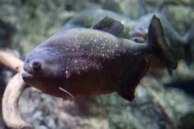 022年水虎命取名字，2022虎宝宝起名字"