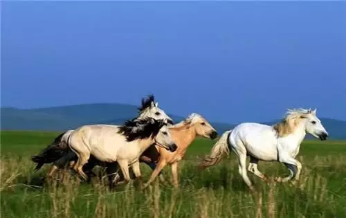 2、86屬虎和90屬馬相配嗎:86年屬虎的和90年屬馬的好嗎