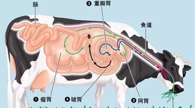 屬羊的可以生牛寶寶，父母屬猴生牛寶寶好嗎