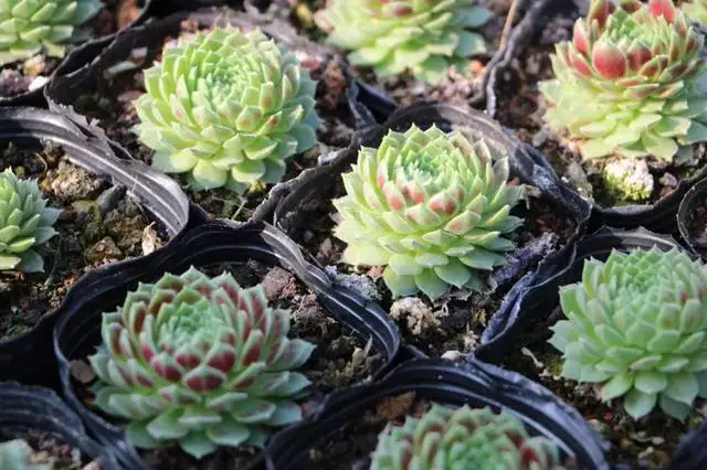屬蛇的四大桃花年，屬蛇33歲鬼門關怎麼破解