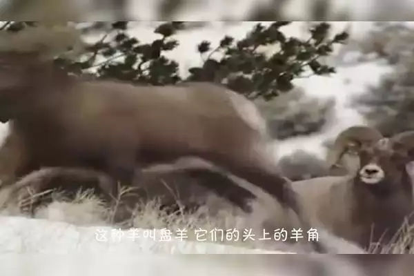 2、人能進入羊的身體嗎:人能不能與羊