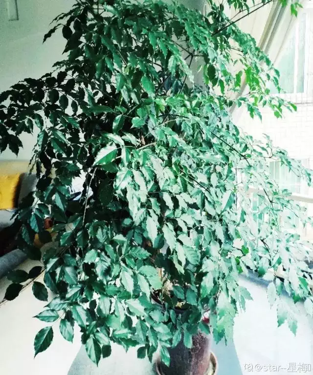 998屬虎最忌幾月出生，1998年屬虎人一生命運"