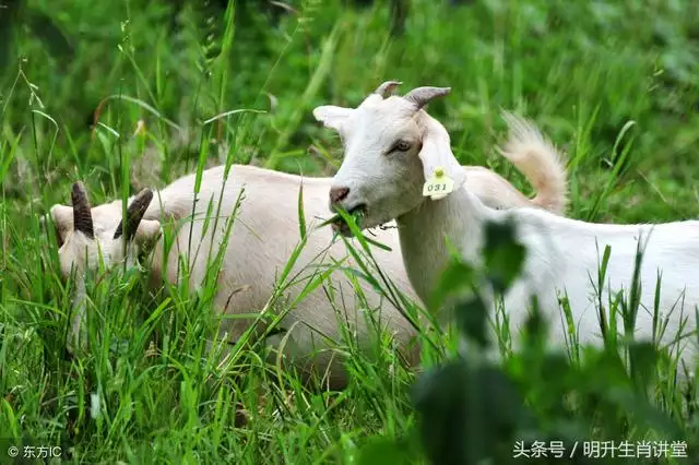 屬羊和屬兔天生糾纏，虎和兔合不合適婚姻