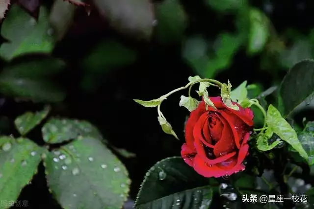 白羊座命中註定的孽緣，天蠍白羊床塌了