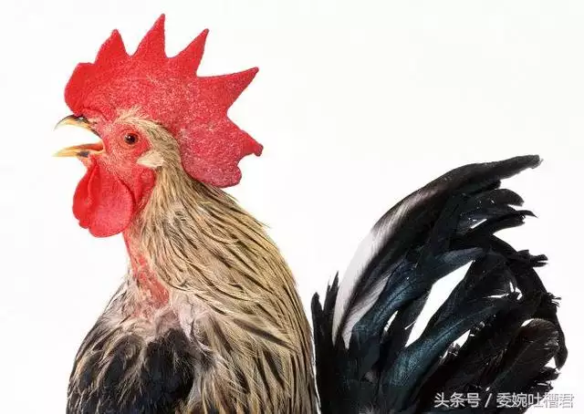 屬雞的今年多少歲2022年，1981年雞在2022年如何