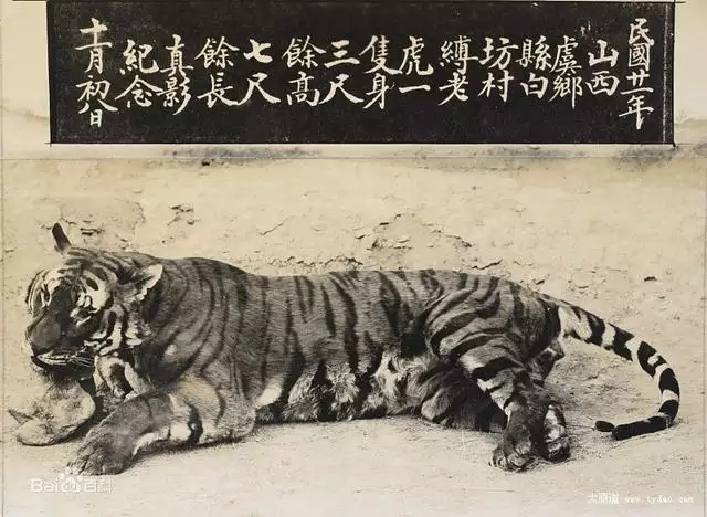 為什麼虎年不要孩子，虎年生孩子為什麼不吉利