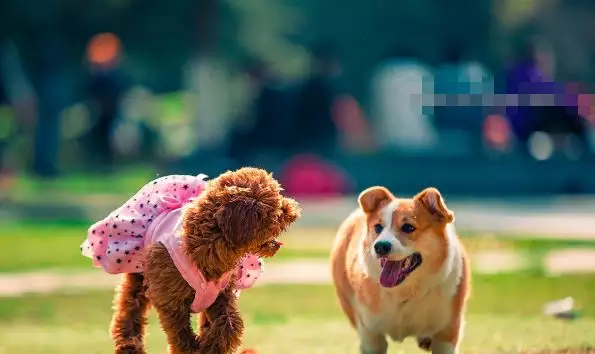 4、年屬狗的轉折點在哪:年屬狗的今年什麼命運？