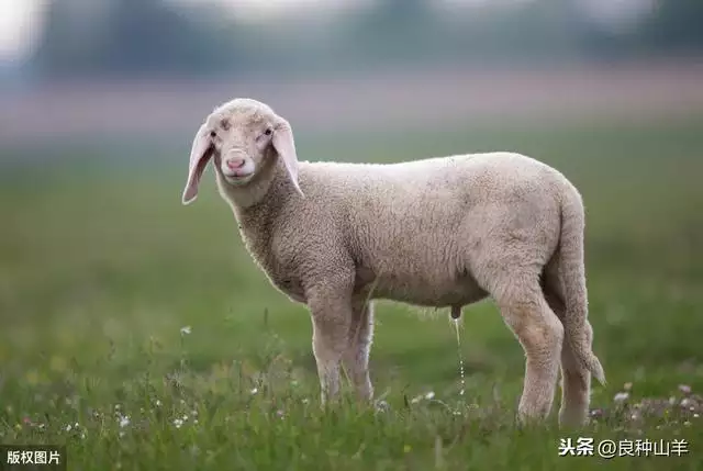 什麼時候的羊更好,屬羊人最富貴的出生日