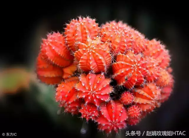 属狗的旺财招财摆件，属猴旺财的摆件
