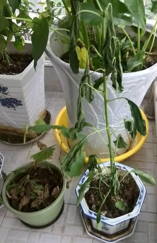 1、小天真是什么预兆:初一十五上香香火头的香灰出现了红火头代表是啥意思，请教名师？