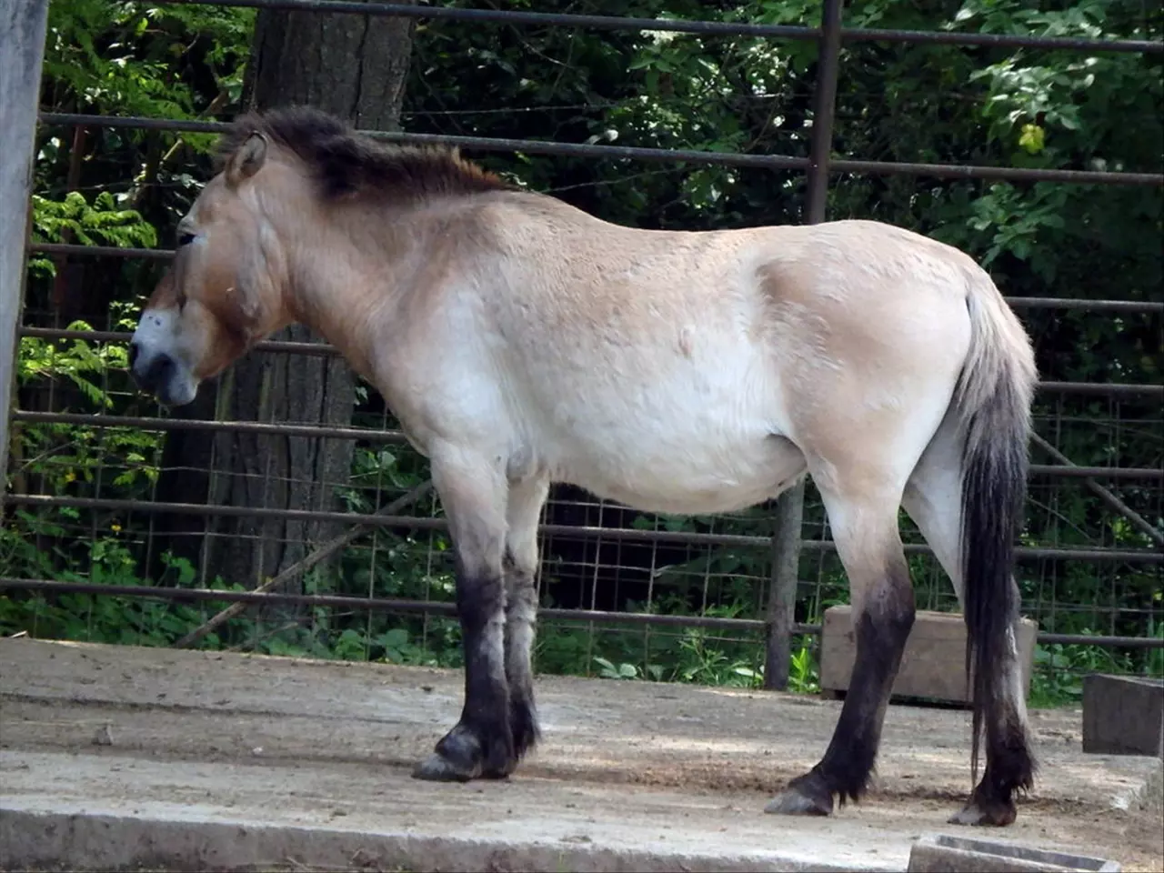 0年屬馬32歲有一劫 屬馬的過了32歲就順了"