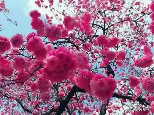 屬羊最富貴的出生時辰67年分,屬羊哪天出生更好命