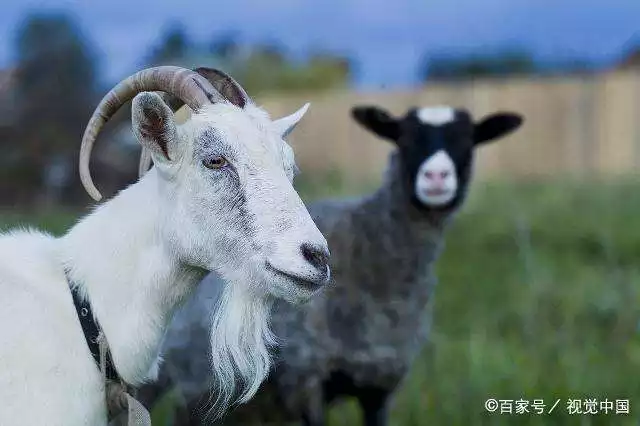 7年的羊什麼命運，67屬羊一生有幾次婚姻"