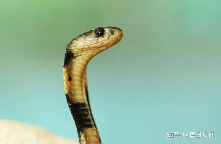 屬蛇人2022年下半年財運,屬蛇2022 年12月份財運如何