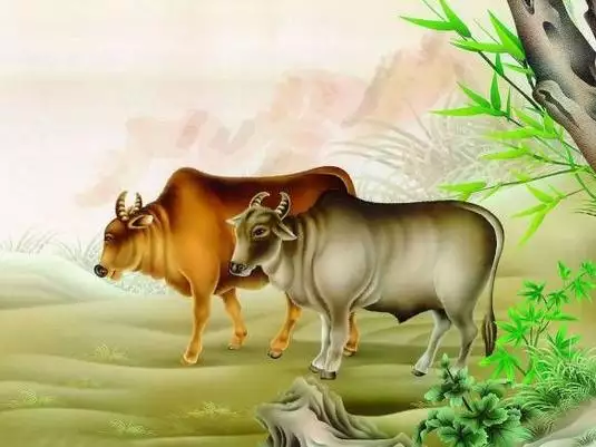 1、牛生肖今年运势:牛年运势年运势12生肖
