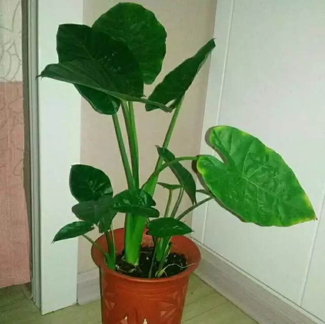 998屬虎最忌幾月出生，1998年屬虎人一生命運"