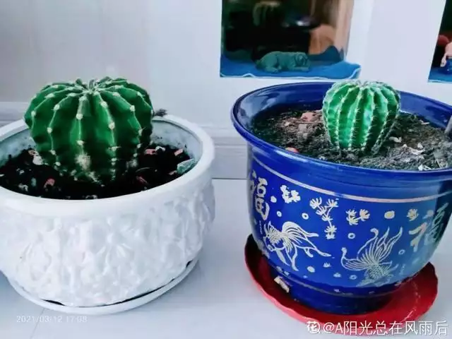 998屬虎最忌幾月出生，1998年屬虎人一生命運"