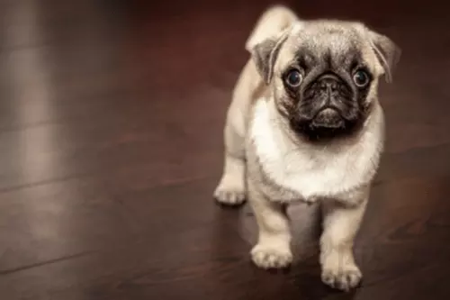 4、属狗下半年运势如何:属狗年运势及运程每月运程