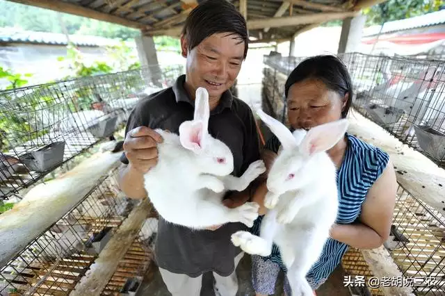 屬兔的更大弱點，屬兔的大利月