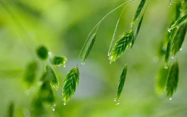 屬牛幾點出生更好，屬牛哪天出生更好