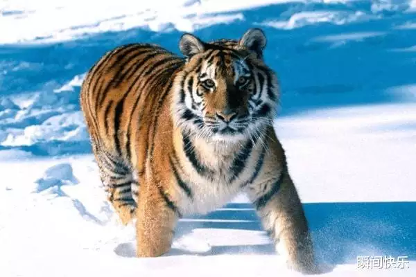 属虎出生最好六个吉日，属虎农历十月出生最好