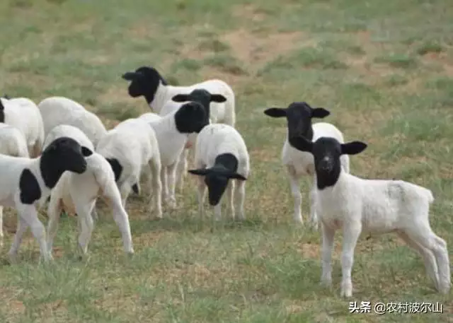 羊和羊生什麼寶寶更好，虎年出生的寶寶起名