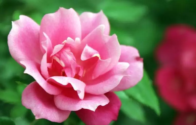 2、79年屬羊43歲有桃花運:年出生的男人今年有桃花運嗎?