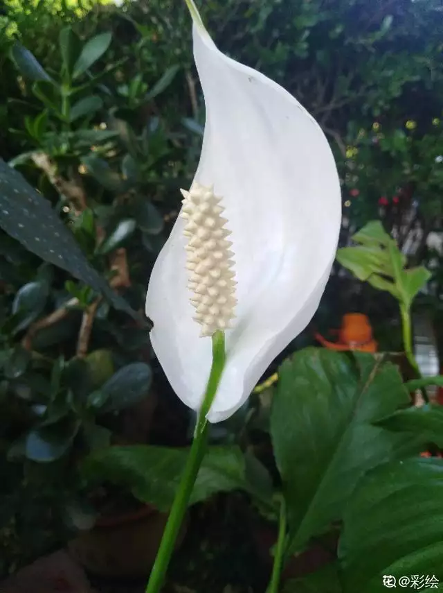 寓意吉祥好兆頭的圖片，象徵富貴吉祥的圖片