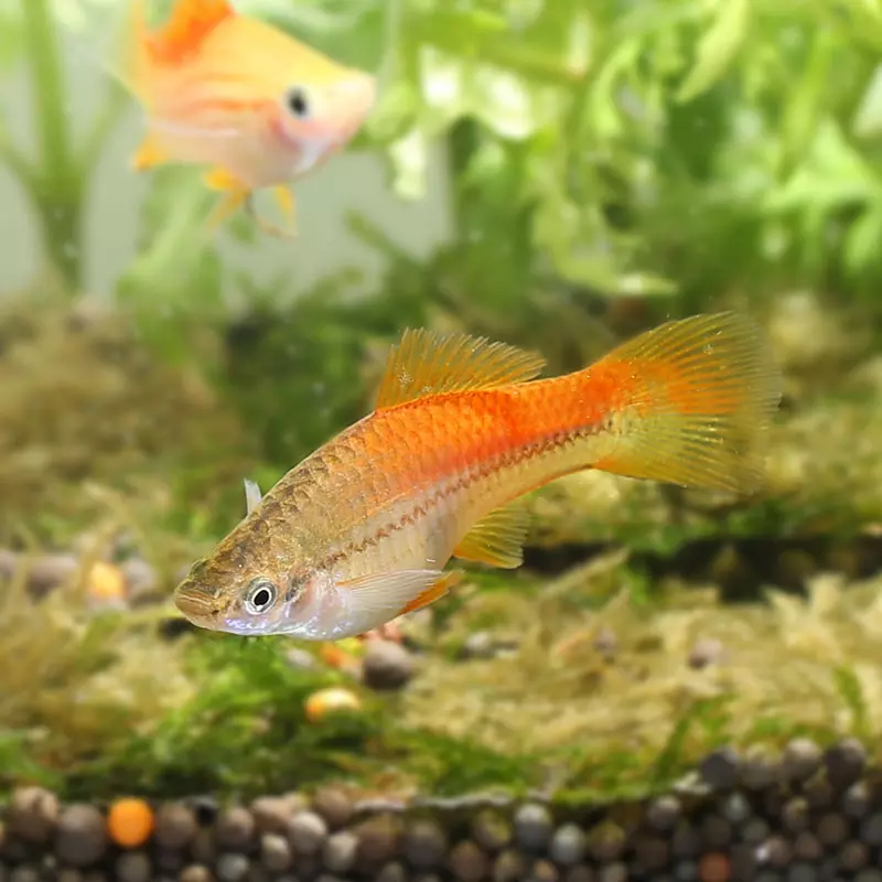 4、家庭養魚養幾條**:家裡養魚，一般養幾條比較好呢？