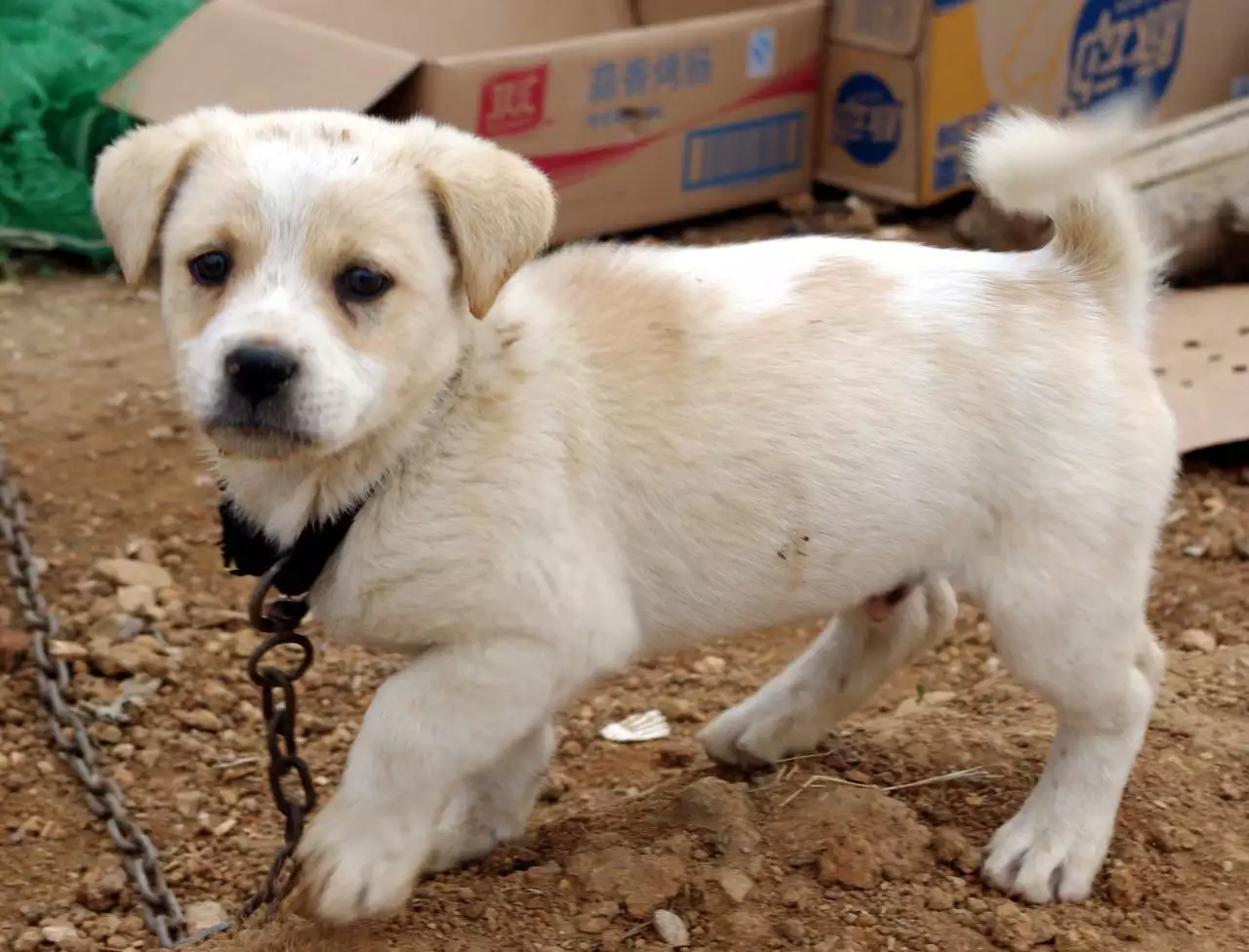 2、屬猴為什麼要遠離狗:屬猴的可以養狗嗎