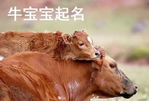3、屬牛的不宜生什麼寶寶:我屬牛,羊日沖牛生孩子好嗎