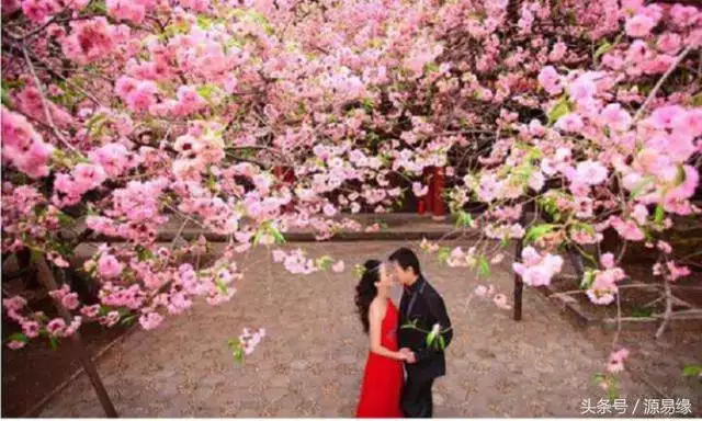 兔子代表桃花運，兔生肖的桃花運