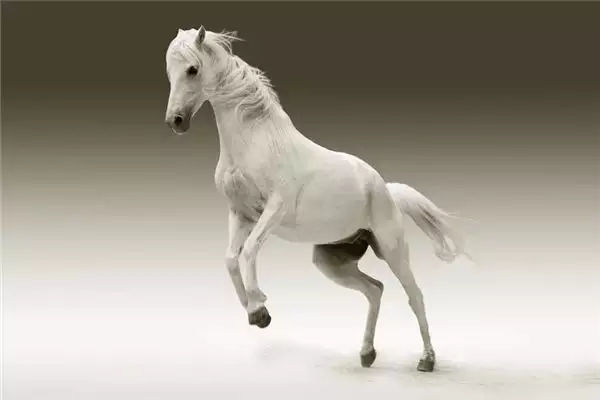 3、两个90年属马相刑吗:两属马相刑怎么化解