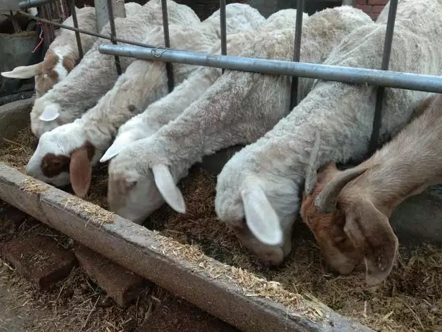 母羊裏面溫度高，羊晚上適應溫度是多少