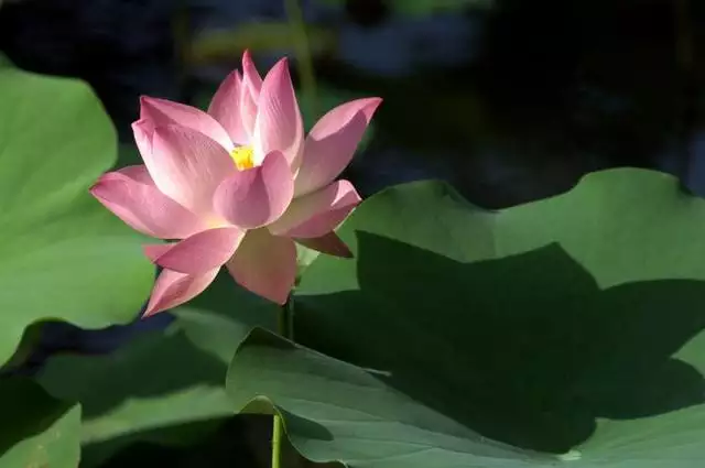屬蛇的四大桃花年，屬蛇33歲鬼門關怎麼破解