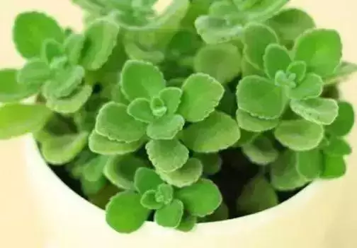 屬羊的發財方位在哪，79年屬羊42歲有桃花運