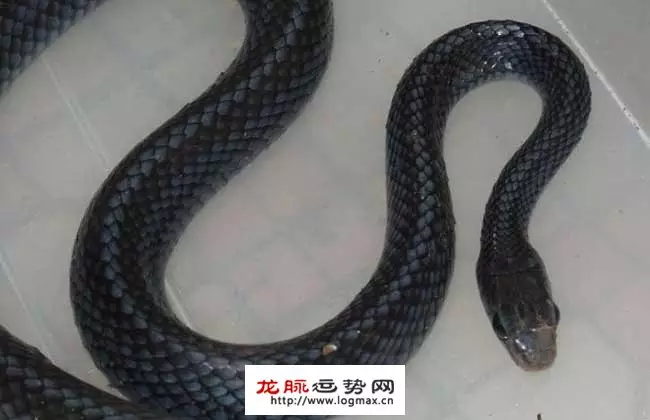 1、生肖蛇年运势大全:年运势的生肖