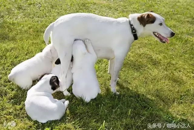 2、属狗的婚姻什么时候到:年属狗的婚姻