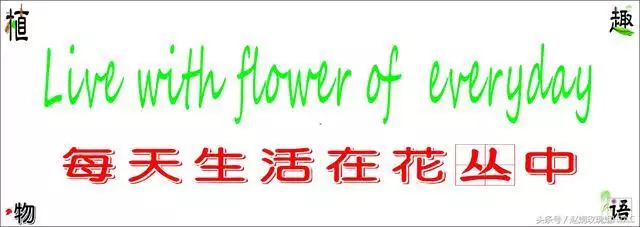 属狗的旺财招财摆件，属猴旺财的摆件