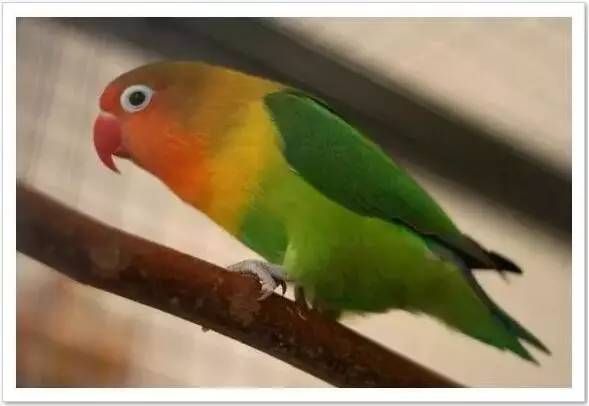 3、大天真香是什么预兆:烧出大天真香代表什么