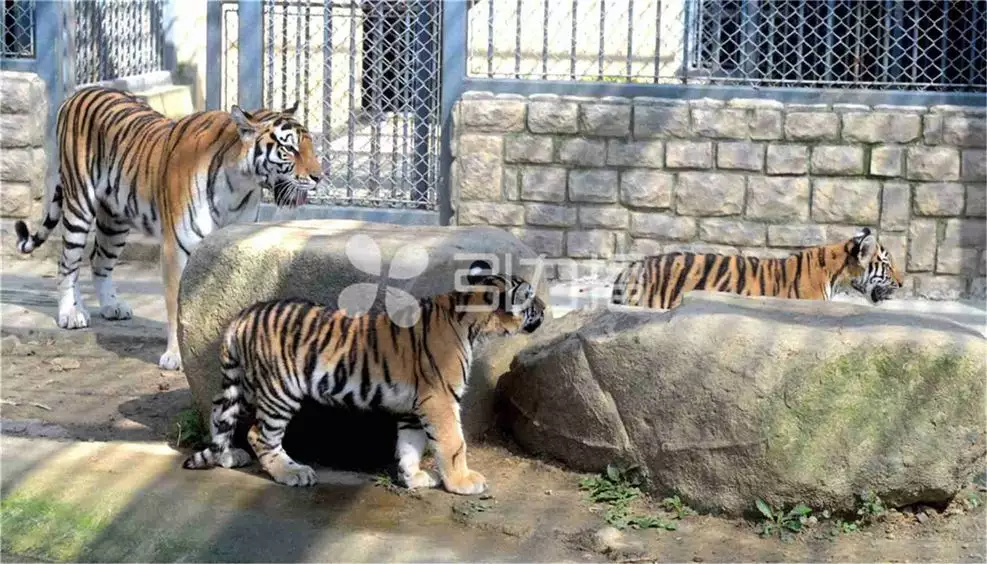 1、虎宝宝旺哪些生肖父母:属虎的宝宝和什么属相的父母好