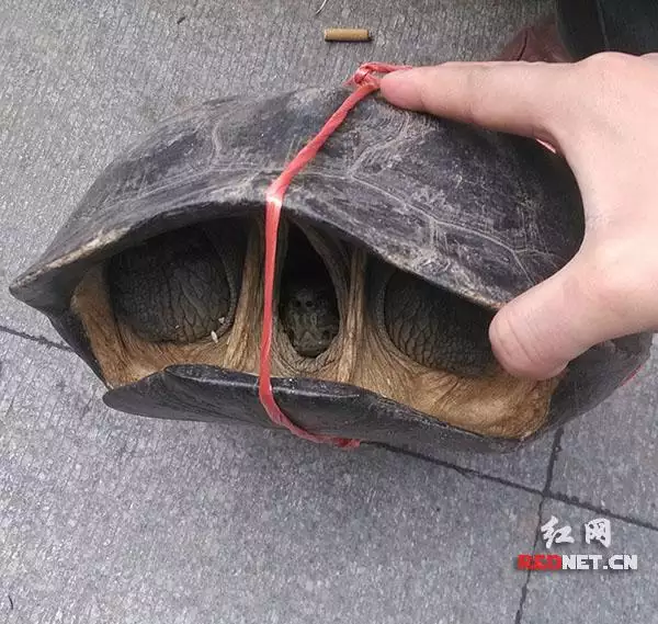 8、抓到乌龟有什么运势:捡到乌龟有什么预兆吗？