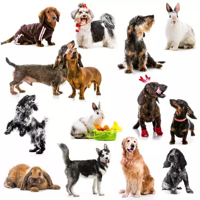 為什麼說十猴九不全，屬猴的命苦十猴九不全