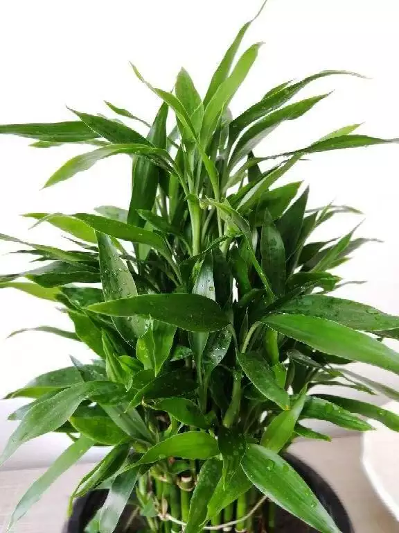 屬豬的人養什麼花旺財，屬豬女人的招財花圖片