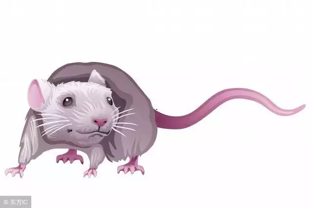 986年几月出生的虎最苦命，属虎的几月出生更好命"