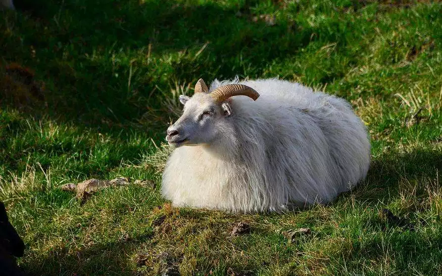 991年屬羊命運,1991年屬羊生男有刑"