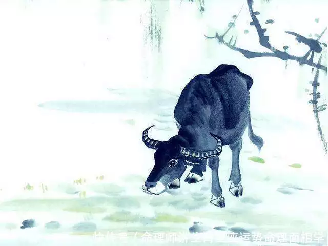 3、年属牛人一生运势:年属牛的命是什么样的命
