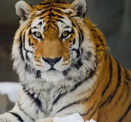 戊寅年乙卯月是什么命